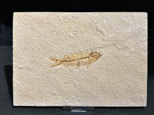 Knightia Fossil Fish, from Green River Formation, Wyoming, U.S.A. (REF:KNTIAFISH5)