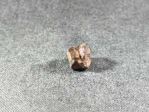 Leptoceratops, from Hell Creek Formation, Garfield County, Montana, U.S.A. (REF:LEPDT3)