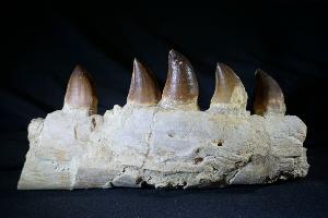 Mosasaur Partial Jaw, from Morocco (REF:MPJ1)