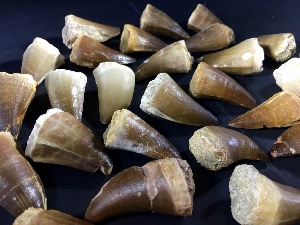 Mosasaur Tooth, from Morocco (15 Selected)
