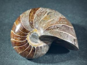 Polished Nautilus, from Madagascar (REF:POLNAU3)