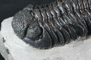 Phacops Trilobite, from Hamar L'Aghdad Limestones, Djebel Issoumour area, Anti-Altas Mountains, Morocco (REF:PTM1)