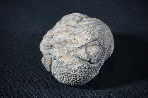 Enrolled Phacops Trilobite, from Morocco (REF:PTM8)