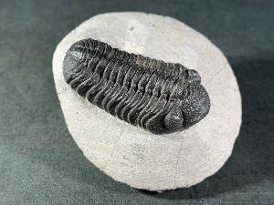 Reedops maurulas Trilobite, from Mount Atchana, Morocco (REF:RETRI5)