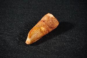 Spinosaurus Dinosaur Tooth, from Morocco (REF:SDT15)