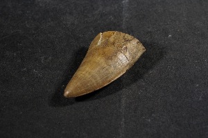 Daspletosaur Tooth, from Judith River Formation, Montana USA (No.144)