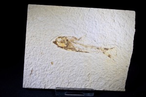 Knightia Fossil Fish, from Green River Formation, Wyoming, U.S.A. (No.155)