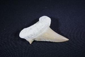 Otodus obliques Lamna Shark Tooth, from Khouibga, Nr Oued Zem, Morocco (No.29)