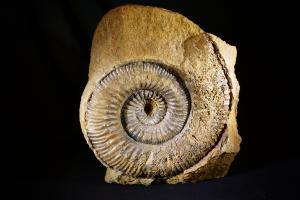 Stephanoceras Ammonite, from Dorset, UK (No.31)