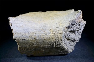 Hadrosaur Bone, from Lance Creek Formation, Weston Co. Wyoming, USA (No.6)