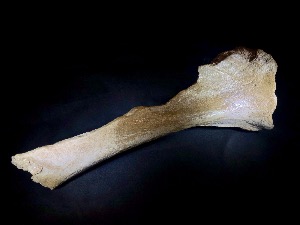 Woolly Rhino Bone, from North Sea Area, Ice Age (No.618)