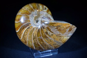 Polished Nautilus from Madagascar (No.629)