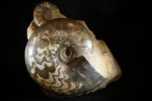 Aegasteroceras & Eparietites Ammonite Pair, from Scunthorpe, England, UK (No.912)  