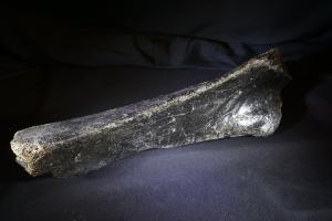 Woolly Rhino Bone, from North Sea Area, Ice Age (No.917)
