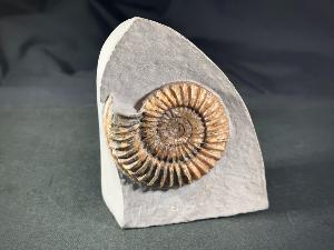 Arnioceras semicostatum Ammonite, from Dorset, Monmouth Beach, Lyme Regis, UK (REF:ASA1)