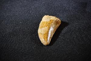 Carcharodontosaurus Dinosaur Tooth, from Sahara Desert, Morocco (REF:CDT1)