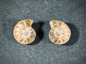 Cleoniceras Ammonite, from Madagascar (REF:CLEO6)