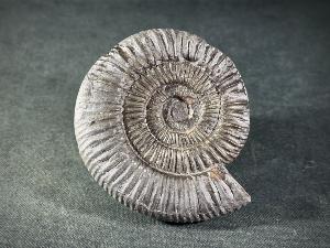Dactylioceras Ammonite, from Whitby, Yorkshire, UK (REF:DACT1)