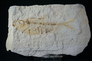 Diplomystus Fossil Fish, from Green River Formation, Wyoming, U.S.A. (REF:DFF6)