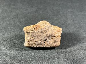 Edmontosaurus Bone, from Hells Creek, Montana, U.S.A. (REF:EDMON2)