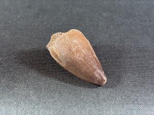 Mosasaurus Tooth, from Morocco (REF:MOST18)