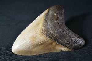Megalodon Shark Tooth, from South Carolina, U.S.A. (REF:MT12)