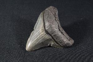 Megalodon Shark Tooth, from South Carolina, U.S.A. (REF:MT19)