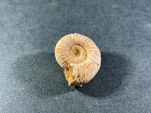 Perisphinctes Ammonite, from Madagascar (REF:PERIMAD5)