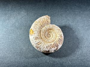 Perisphinctes Ammonite, from Madagascar (REF:PERIMAD7)
