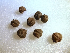 Trilobite - Phacops Rana - Small Rolled Trilobite (ref.34)