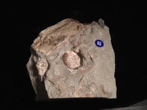Ammonite - Promiceras Planicosta Ammonite Cluster with Fossilised wood (no. 63)