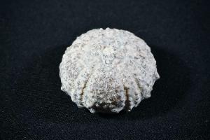 Hemicidaris intermedia Sea Urchin, from Ardennes, France (REF:HEMSU1) 