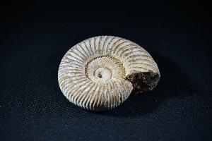 Perisphinctes Ammonite, from Madagascar (REF:PAM7)