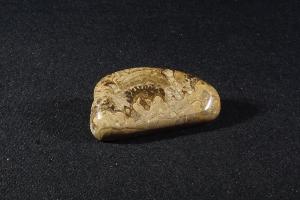 Stromatolite from Fife, Scotland, UK (REF:SS15)