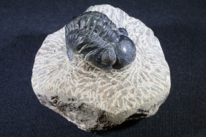 Reedops maurulas Trilobite, from Mount Atchana, Morocco (No.143)	