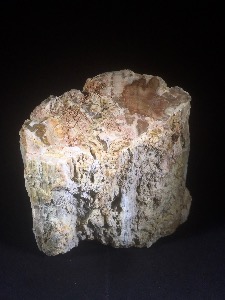 Fossil Wood, from Madagascar (No.47)