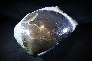 Plagiostoma Giganteum Bivalve, from Lyme Regis, UK (No.50) 