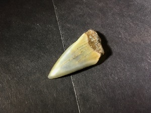 C.Megalodon Tooth, from South Carolina, U.S.A. (No.74)