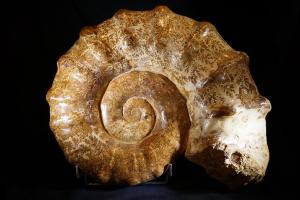 Euaspidoceras Ammonite, from Madagascar (No.74)