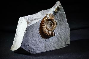Arnioceras semicostatum Ammonite, from Dorset, Jurassic Coast, Monmouth Beach, Lyme Regis, UK (REF:ASA1)