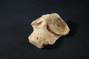 Cave Bear Bone Fragment, from Hateg Mountains, Romania (REF:CB17)