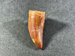 Carcharodontosaurus Dinosaur Tooth, from Sahara Desert, Morocco (REF:CDT6)