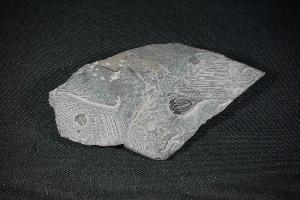 Elrathia kingii Trilobite, from Utah, U.S.A. (REF:EKT4)