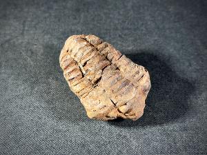 Flexicalymene Trilobite, from Morocco (FLEXI9)