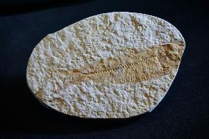Knightia Fossil Fish, from Green River Formation, Wyoming, U.S.A. (REF:KF206)
