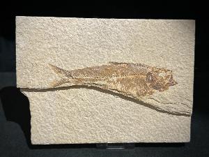 Knightia Fossil Fish, from Green River Formation, Wyoming, U.S.A. (REF:KNTIAFISH7)