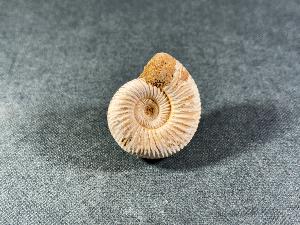 Perisphinctes Ammonite, from Madagascar (REF:PERIMAD14)