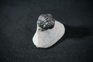 Gerastos S.P. Trilobite, from Atlas Mountains, Morocco (REF:PTM4)