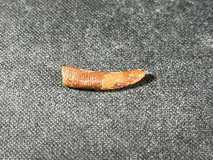 Pterosaur Tooth, from Kem Kem Formation, South East Morocco (REF:PTRTH2)