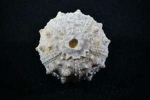 Goniopygus menardi Sea Urchin, from Talsint, Turoniense Formation, Morocco (REF:GSU5)